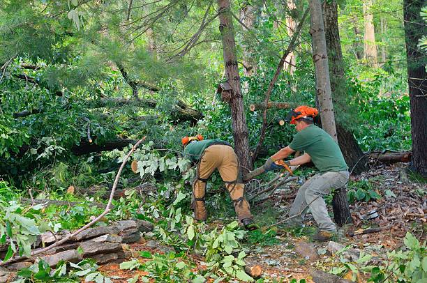 Best Stump Grinding and Removal  in Bethel, AK